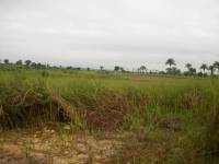 Anbaugebiet in Palabala-2