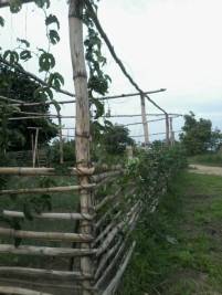 Zaun der Baumschule mit Maracujaspflanzen abgedeckt-3