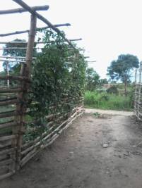 Zaun der Baumschule mit Maracujaspflanzen abgedeckt-5