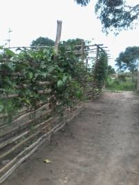 Zaun der Baumschule mit Maracujaspflanzen abgedeckt-6