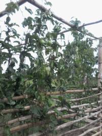 Zaun der Baumschule mit Maracujaspflanzen abgedeckt